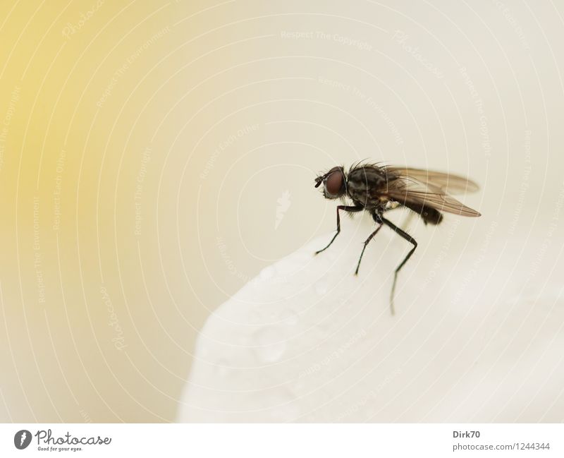 Resting on Roses Water Drops of water Summer Bad weather Rain Plant Flower Blossom Blossom leave Garden Animal Wild animal Fly Insect 1 Blossoming Disgust Small