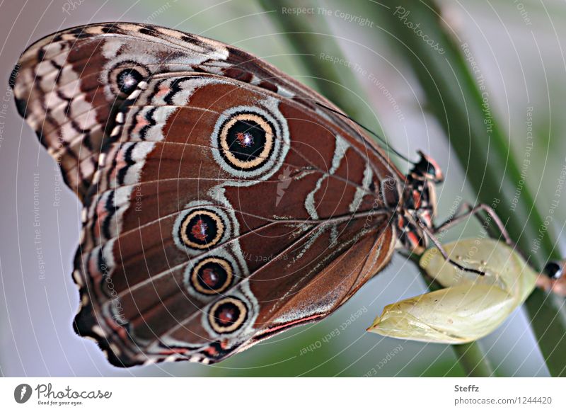 juvenile exotic butterfly blue Morphof age Morpho peleides Butterfly hatched Wing pattern underside of wing Grand piano butterfly wings Tropical Butterfly