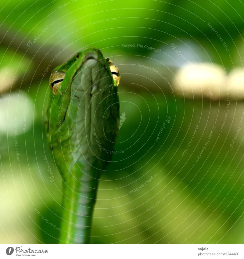 glowing eyes Animal Tree Snake Green Incandescent Viper Reptiles Singapore Asia Slit Keyhole whip snake Barn Poison Botanical gardens Close-up