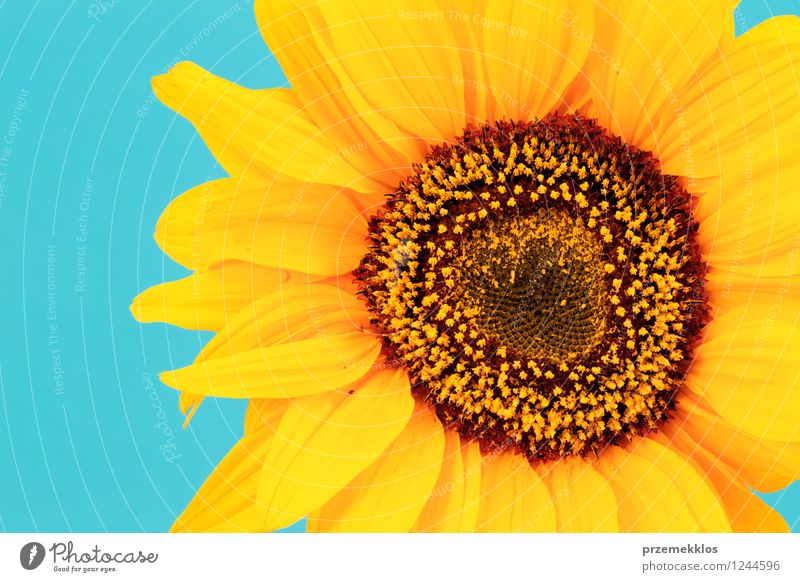 Close up of sunflower Summer Plant Blossom Bright Blue Yellow Nature Horizontal one spring Sunflower single Colour photo Exterior shot Close-up Deserted