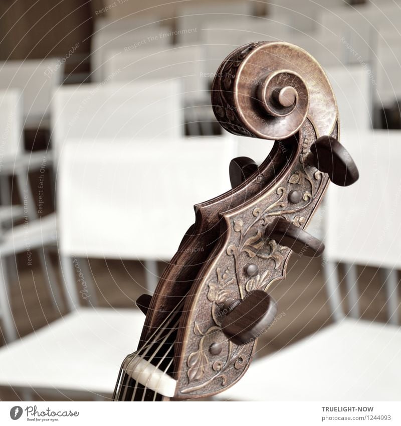 Gambe/Viola da Gamba Lifestyle Elegant Joy Happy Harmonious Well-being Senses Relaxation Calm Make music Art lecture hall Music Listen to music Concert "Gamba