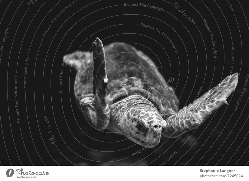 turtle Aquarium Swimming & Bathing Turtle Turles Flying Oceanum Hover tranquillity Old Black & white photo Underwater photo Deserted Isolated Image