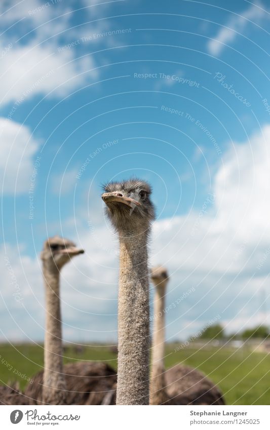 bouquet Animal Farm animal Animal face Wing Zoo 3 Looking Pride Ostrich Colour photo Exterior shot Deserted Day Deep depth of field Animal portrait Looking away