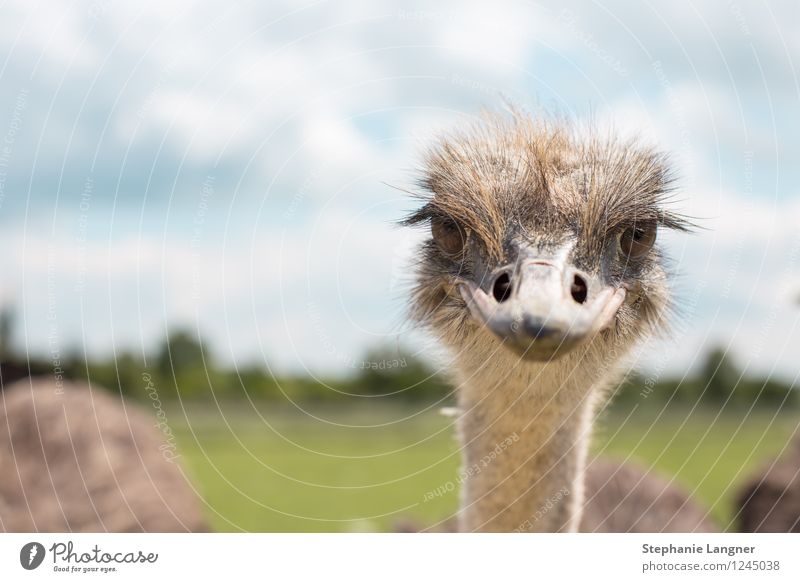 bouquet Farm animal Ostrich Looking Curiosity Mistrust Cynical Laughter Colour photo Deserted Copy Space left Day Central perspective Animal portrait