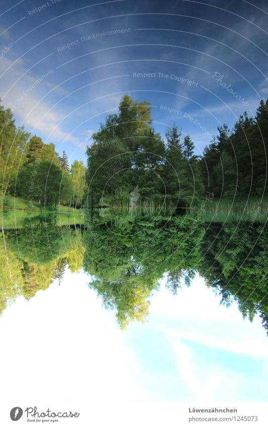 cabbage pond Nature Plant Water Sky Summer Beautiful weather Tree Grass Bushes Forest Lake beautiful book Natural Blue Green White Moody Colour Idyll