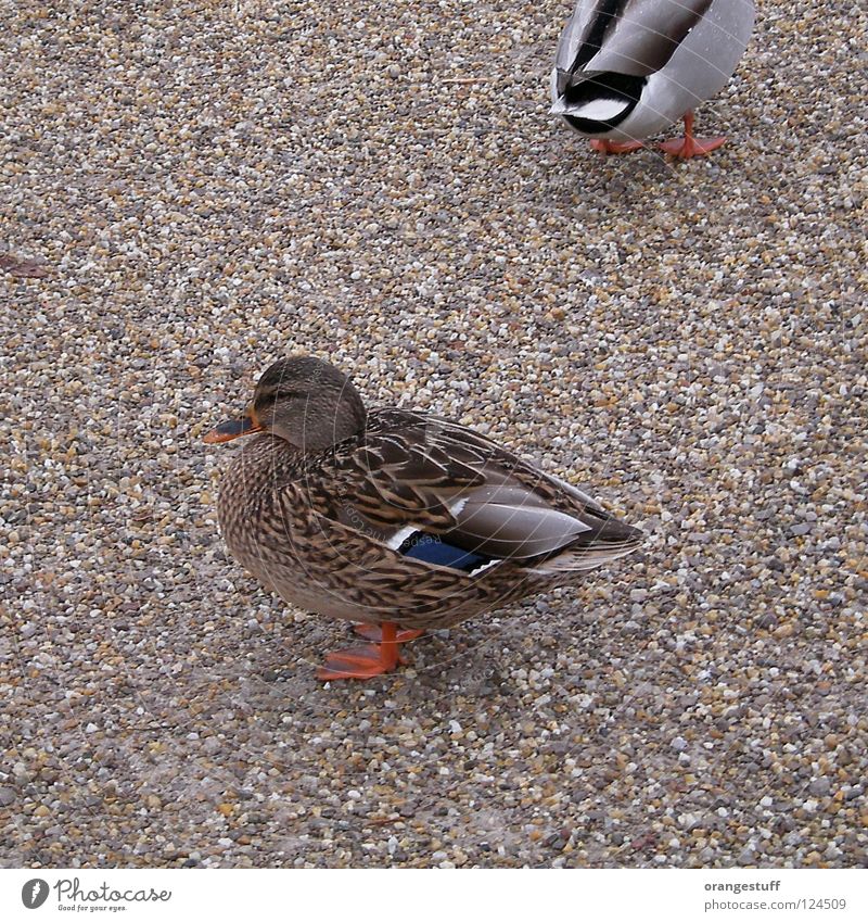 You too! Bird Pebble Animal Humor Anger Aggravation Communicate Duck pebbles couple Pair of animals