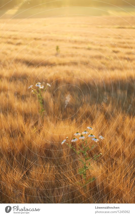 camomile Nature Summer Beautiful weather Plant Barleyfield Chamomile Camomile blossom Field Illuminate Growth Simple Friendliness Small Natural Warmth Yellow