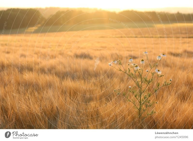 field romance Nature Summer Beautiful weather Blossom Wild plant Grain field Barleyfield Camomile blossom Chamomile Field Illuminate Growth Esthetic Hot Bright