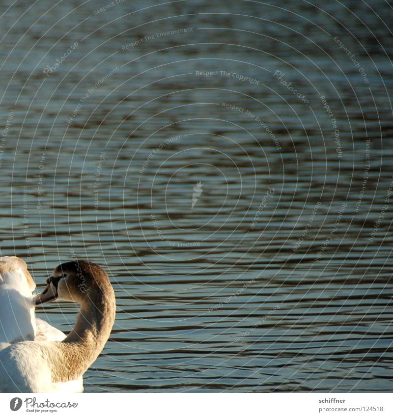 Cut, not in one piece Swan Swan Lake Bird Cleaning Beak Feather Pond Waves White Gray Yes nor son cattle there are so few here young swan gooseneck twist neck