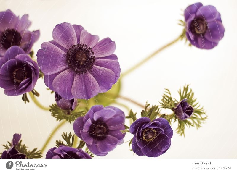 anemones Anemone Flower Spring Bouquet Violet Spring flower Decoration cut flower Blue