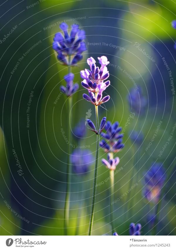 Summer pure Nature Plant Sunlight Beautiful weather Flower Esthetic Fragrance Natural Positive Blue Violet Warm-heartedness Calm Elegant Uniqueness Lavender