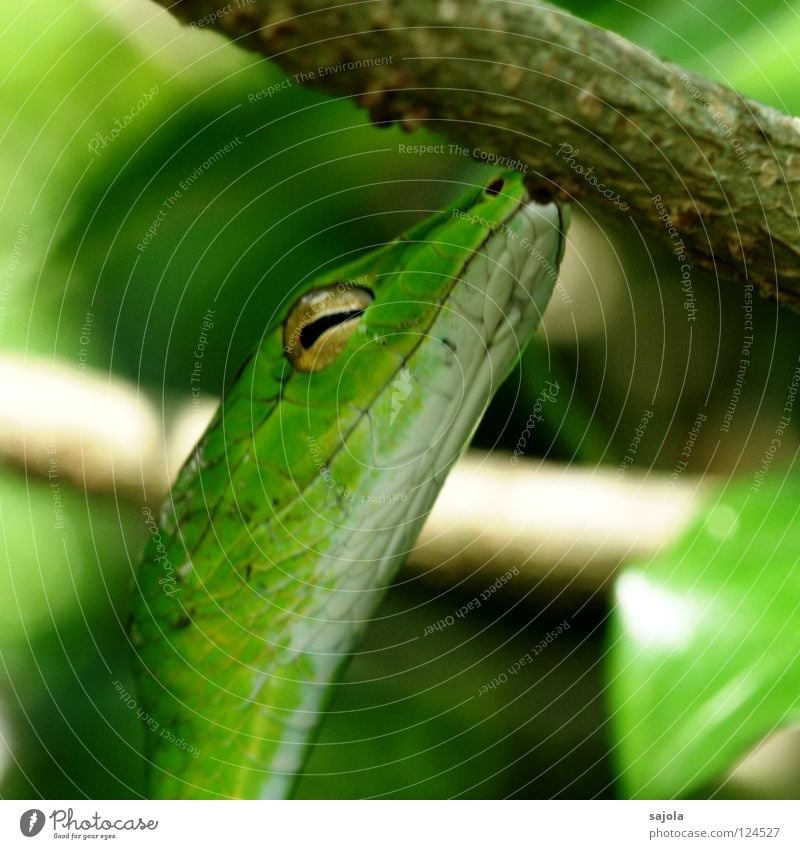 tree kiss Animal Tree Snake Green Viper Reptiles Retreat Singapore Asia Slit whip snake Poison Botanical gardens Colour photo Exterior shot Close-up