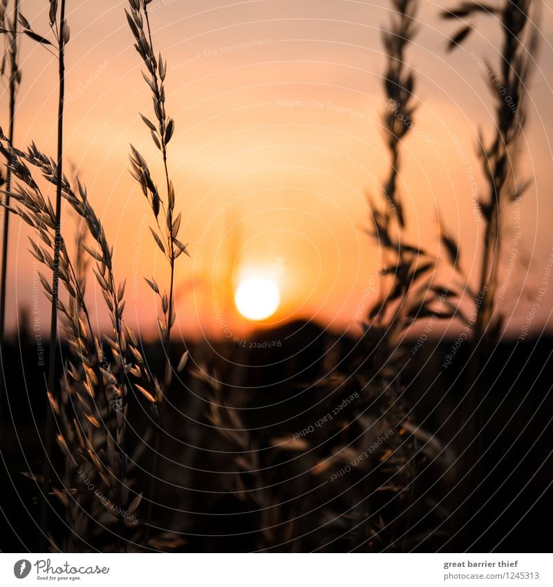 Sunset in the grain field Environment Nature Landscape Animal Sky Cloudless sky Sunrise Sunlight Summer Weather Beautiful weather Plant Agricultural crop Field