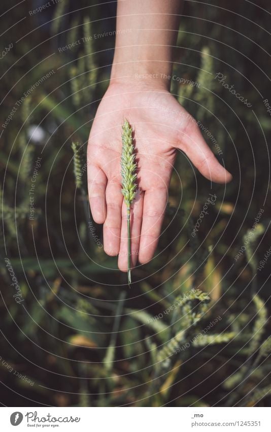 on a grain Grain Nutrition Hand Fingers Nature Plant Summer Grass Wheat Wheat ear Wheat grain Wheatfield Ear of corn Field Natural Green Colour photo