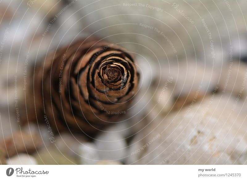 fir cones Nature Summer Garden Stone Brown Fir tree Cone Pattern Colour photo Exterior shot Close-up Macro (Extreme close-up) Structures and shapes Deserted