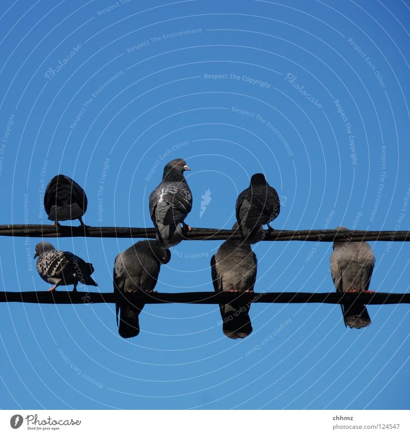 off to the south Pigeon Information Homing pigeon High voltage power line Bird Electricity Wait Rest Delivery person Plagues fly a rat treasurer Relaxation