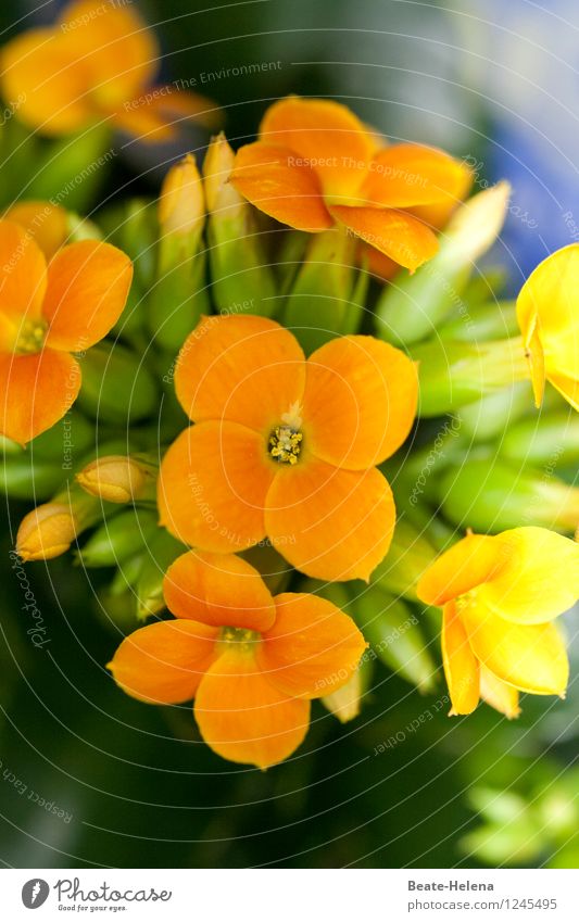 summer resort Nature Plant Blossom Blossoming Illuminate Esthetic Friendliness Yellow Green Warm-heartedness Colour fresh from the summer Flowering plant Bud