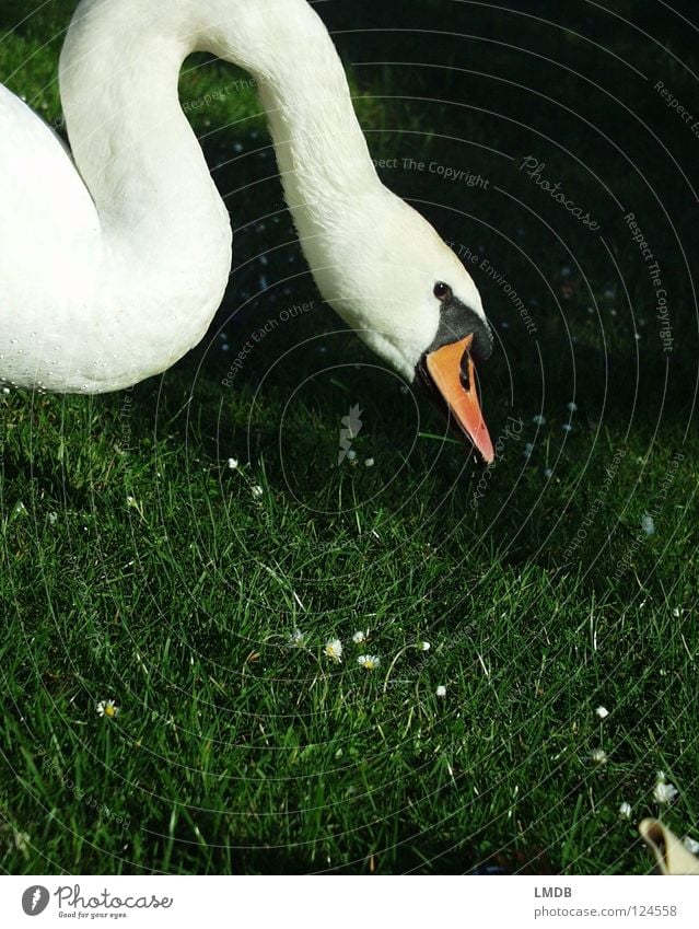 gooseneck Swan Bird Animal Beak Waves White Black Green Meadow Daisy Ask Search Grass Lake Feeding Dive Living thing Beautiful Feather Noble Graceful Neck Water