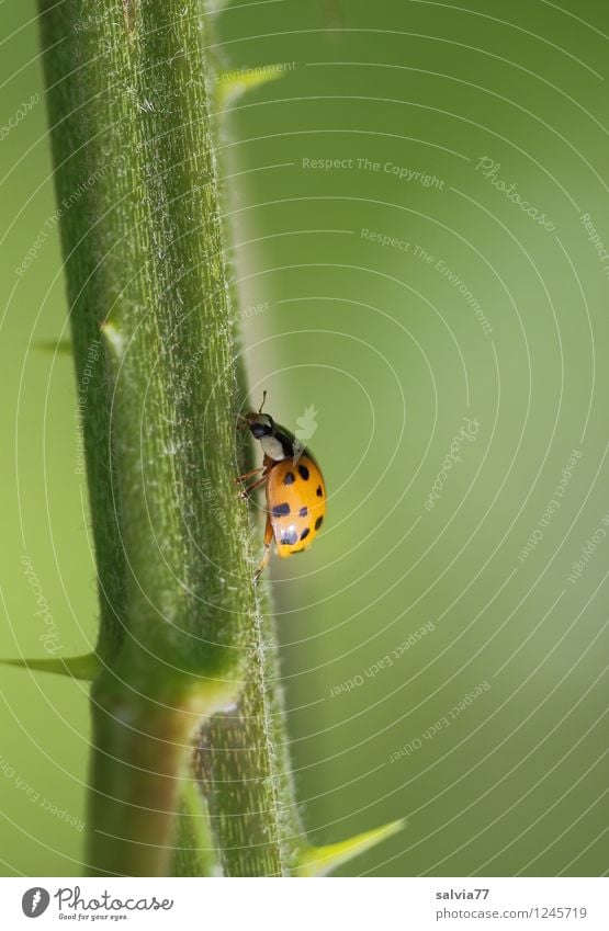 Steep path Nature Plant Animal Summer Rose Foliage plant Wild plant Wild animal Beetle Ladybird Insect 1 To hold on Crawl Brash Free Small Natural Thorny Green