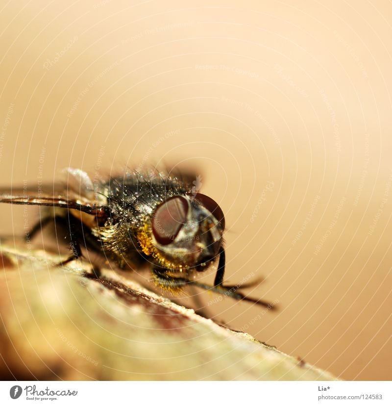 The fly Mosquitos Insect Compound eye Biology Small Crawl Cleaning Beige Plagues Nuisance Macro (Extreme close-up) Close-up Fly Wing Flying Aviation