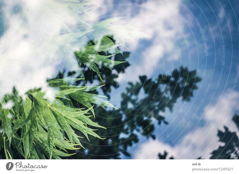 smplglssrflctntw Relaxation Summer Garden Environment Nature Plant Elements Sky Clouds Beautiful weather Foliage plant Wild plant Glass Esthetic Fresh Healthy