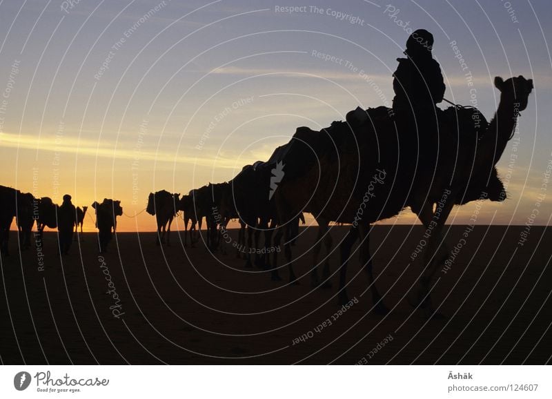 caravan Caravan Sunset Nomade Niger Ténéré desert Camel Africa Desert Tuareg Sahara Sand