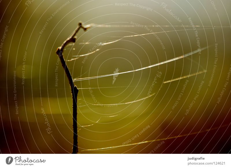 spun Spider's web Fine Delicate Dry Plant Stalk Brown Black Environment Growth Flourish Meadow Beautiful Dark Colour Transience Sewing thread Dried Twig