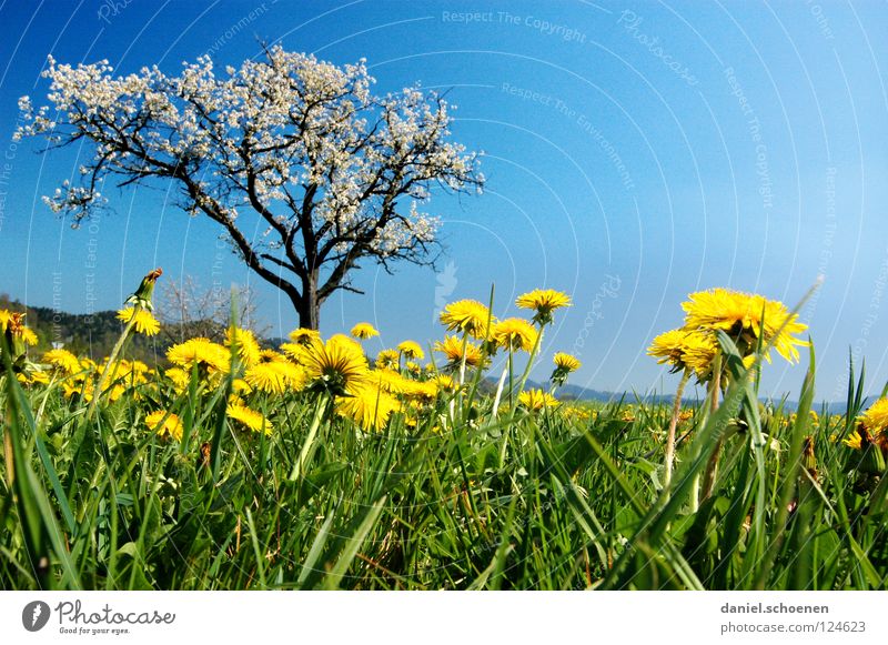 ladybird perspective Meadow Summer Spring Beautiful weather Leisure and hobbies Tree Vacation & Travel Dandelion Flower Blossom Grass Break Green Lunch hour