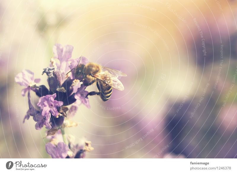 lavender honey Nature Beautiful weather Blossom Garden Meadow Field Natural Sweet Warmth Lavender Violet Honey Honey bee Bee Harvest Buzz Orange Beige