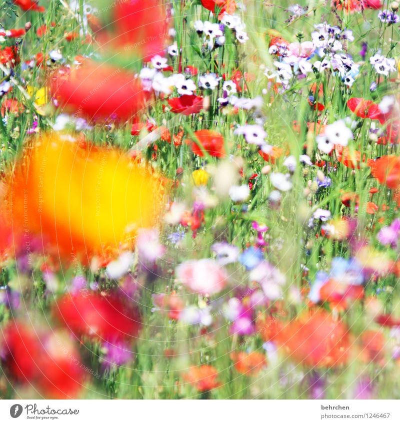 left meadow Nature Plant Spring Summer Beautiful weather Flower Grass Leaf Blossom Wild plant Poppy Garden Park Meadow Field Blossoming Faded Growth