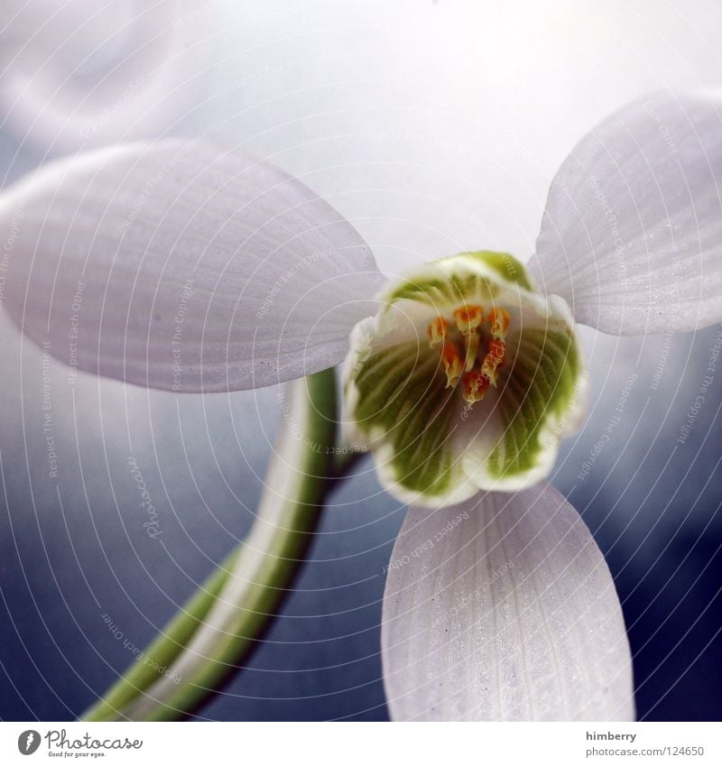 propeller head Flower Macro (Extreme close-up) Blossom Plant Detail White Bud Blossom leave Botany Nature Summer Spring Fresh Growth Colour Esthetic Beautiful