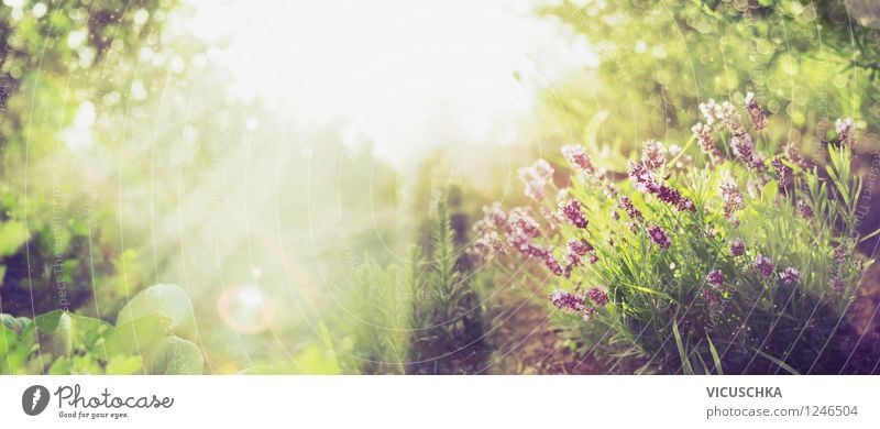 Sunny garden with lavender Style Design Summer Garden Nature Plant Sunrise Sunset Sunlight Spring Autumn Beautiful weather Tree Flower Grass Bushes Leaf Blossom