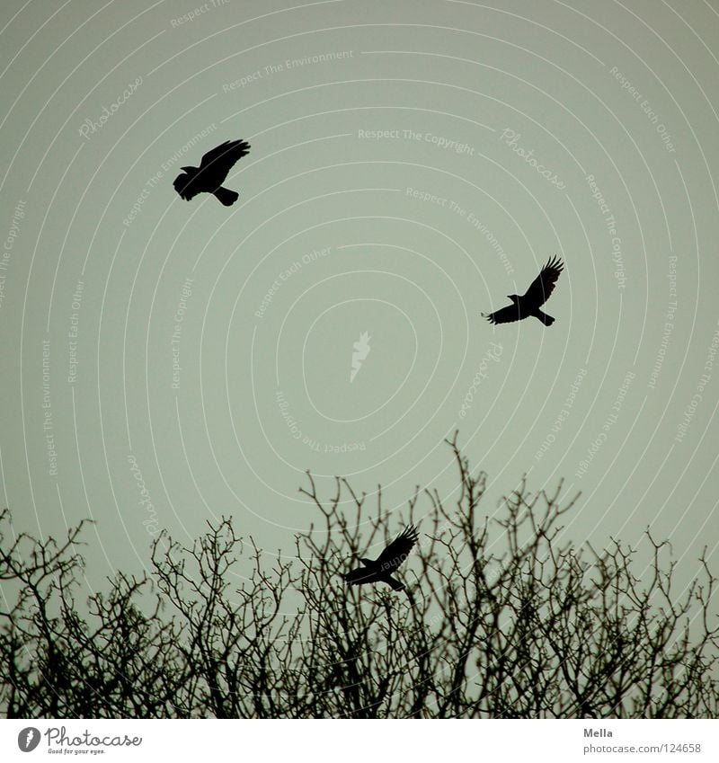 departure Bird Crow Raven birds Carrion crow Departure Beginning Go up 3 Tree Branchage Forest Treetop Above Gray Black Gloomy Dreary Cold Winter Bad weather