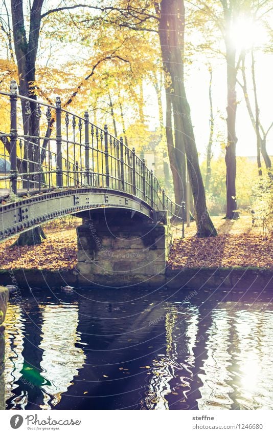 October Nature Sunlight Autumn Beautiful weather Tree Park Forest Brook River Bridge Idyll Autumn leaves Romance Warmth Colour photo Multicoloured Exterior shot