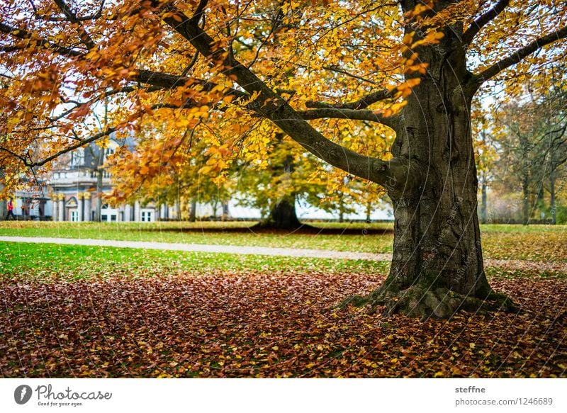 Colourful for life Landscape Autumn Tree Bayreuth Warmth Autumn leaves Tree trunk Autumnal Multicoloured Colour photo Exterior shot