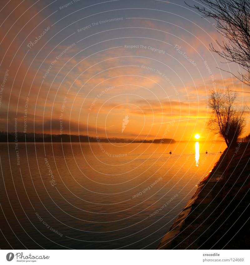 Inn river bank Sunset Bird Habitat Border Austria Tree Clouds Swan Autumn River Brook Sky Electricity generating station Germany Pasture Coast Twig Branch