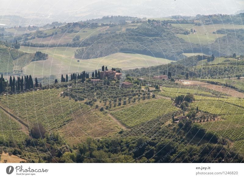 Falcon Crest Vacation & Travel Tourism Far-off places Summer Summer vacation Agriculture Forestry Nature Landscape Climate Cypress Vine Field Hill Vineyard