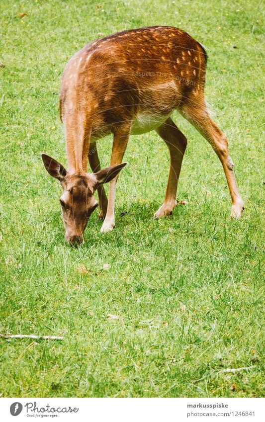 wild Trip Animal Wild animal Roe deer To feed Bavarian State Forests Veldensteiner Forest Game park Fallow deer Franconian Switzerland Enclosure geotopic