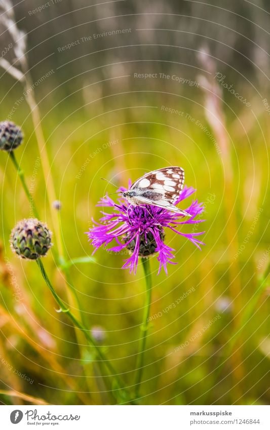 Fly butterfly, fly.... Vacation & Travel Tourism Expedition Camping Cycling tour Summer Summer vacation Garden Environment Nature Landscape Plant Animal Flower