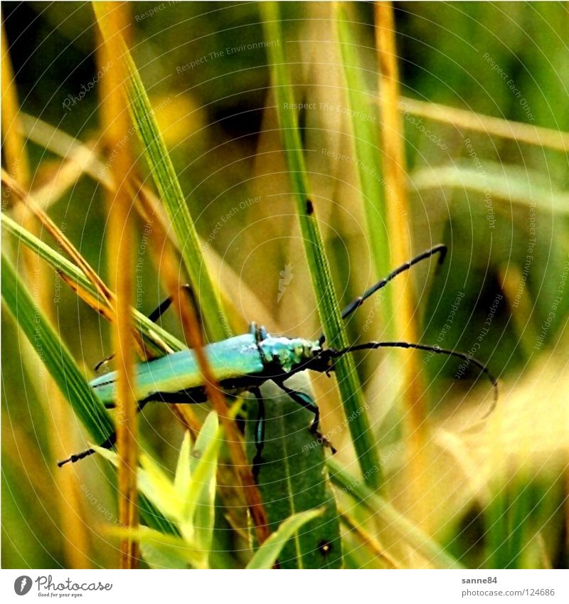 bug Green Meadow Summer Mountain meadow Turquoise Crawl Grass Blade of grass Feeler Musk beetle Insect Beetle Poland Bieszczady Nature