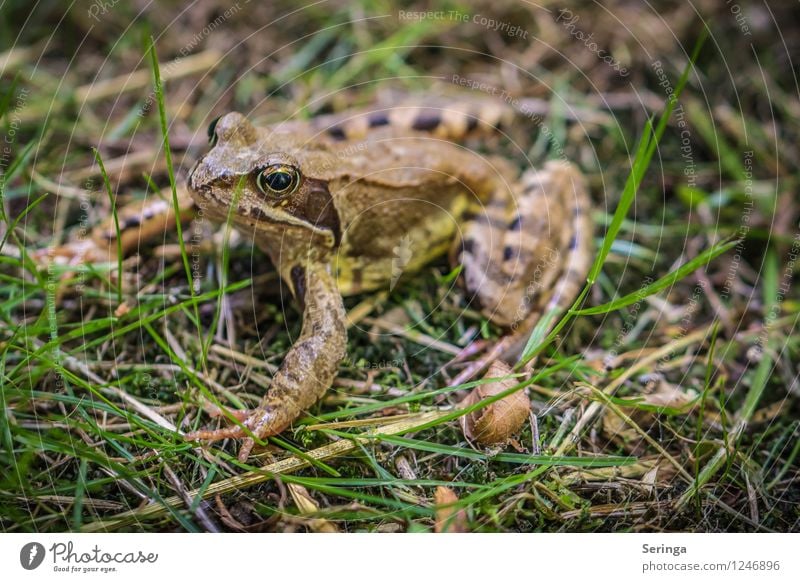 Frog King Animal Animal face 1 Sit Jump Frog Prince Colour photo Exterior shot Close-up Detail Macro (Extreme close-up) Day Light Shadow Contrast Sunlight