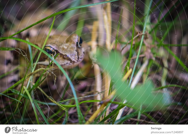 Kiss me! Maybe I'll be a prince! Nature Plant Animal Park Meadow Lake Brook Frog Animal face 1 Observe Movement Jump Frog Prince Frogs Colour photo