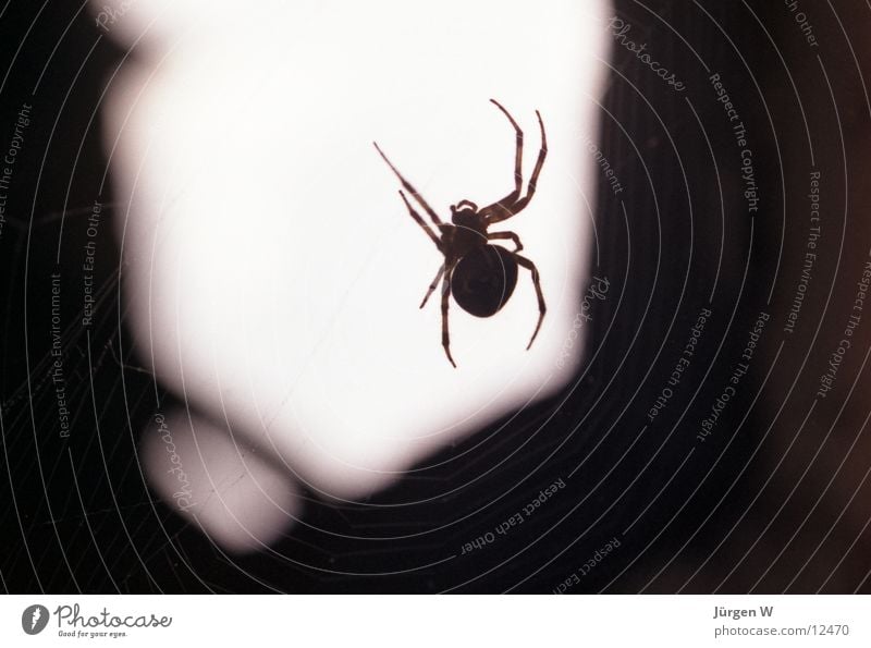 wait-and-see position Spider Insect Observe Light Close-up Shadow Net Macro (Extreme close-up) nice Lie in wait for