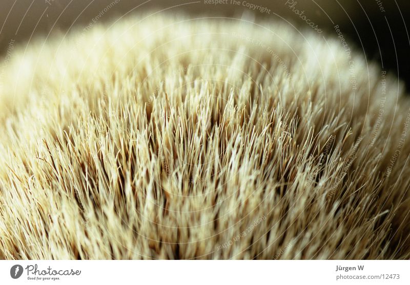 domesticated badger Bathroom Badger Shave Pelt Soft Close-up Living or residing shaving brush Hair and hairstyles Macro (Extreme close-up) deail skin softly