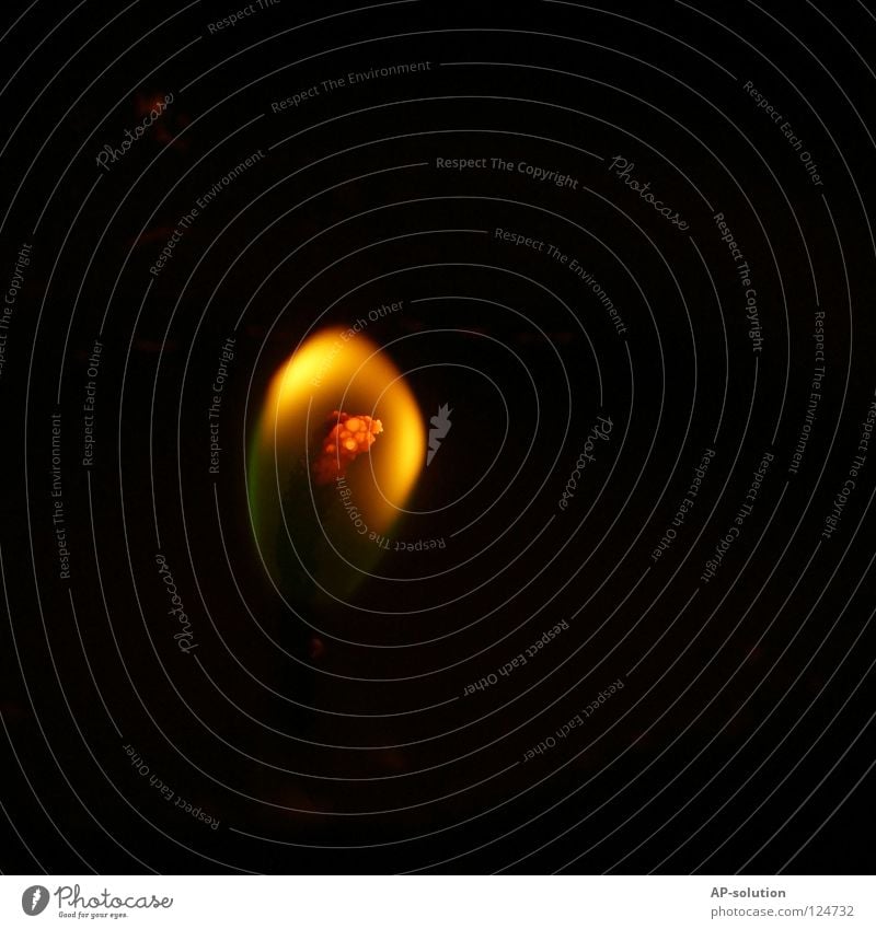 soft flame Fire Warmth Candle Dark Yellow Black Hope Grief Fear Distress Desire Devil Glint Glow Physics Awareness Lighting Yellow-orange Ignite Kindle Burn