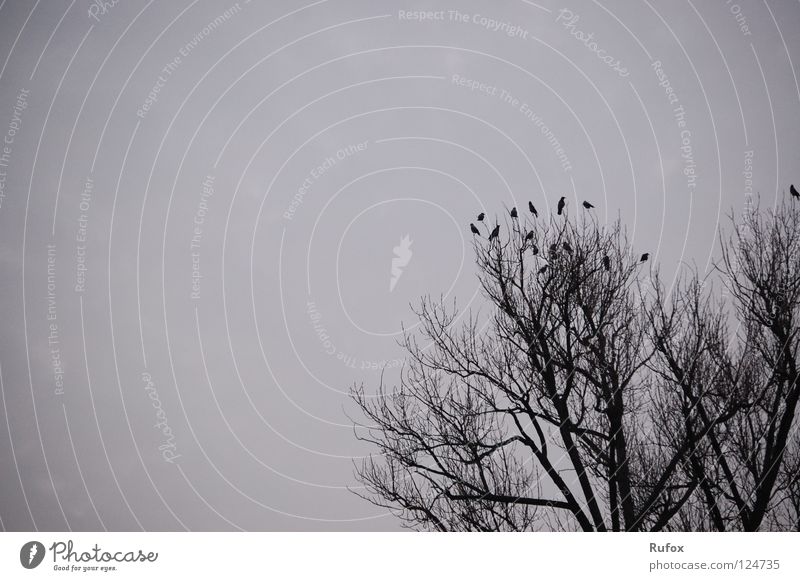 peer pressure Black & white photo Exterior shot Deserted Copy Space left Copy Space top Evening Shadow Silhouette Sky Clouds Storm clouds Autumn Weather