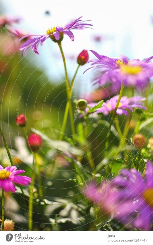 summer flowers Nature Plant Summer Beautiful weather Flower Blossom Garden Park Fragrance Fresh Natural Spring fever Colour photo Multicoloured Exterior shot