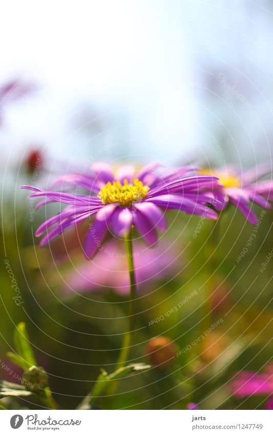 my garden Nature Plant Beautiful weather Flower Blossom Foliage plant Garden Esthetic Fragrance Fresh Glittering Bright Natural Colour photo Multicoloured