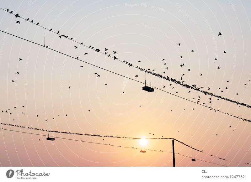 birds Environment Nature Sky Cloudless sky Sun Sunrise Sunset Sunlight Weather Beautiful weather Animal Bird Flock High voltage power line Flying Colour photo