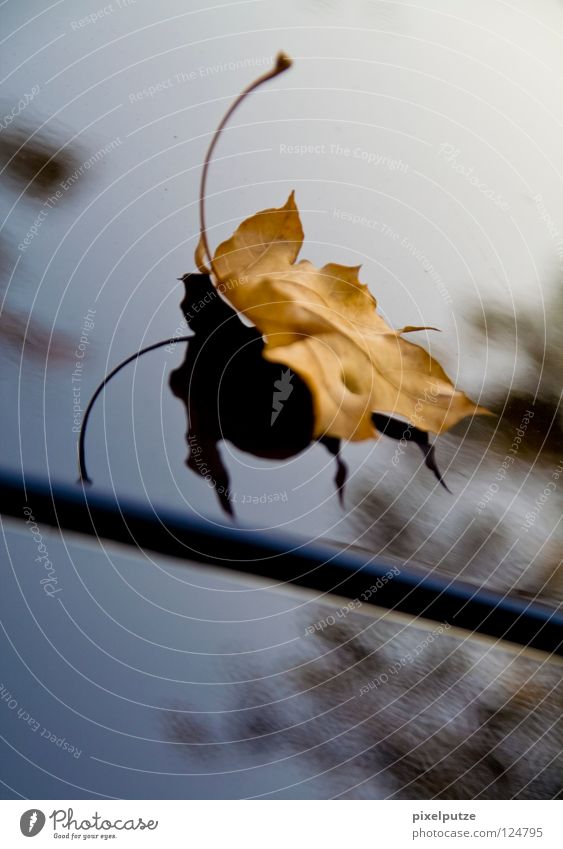 landing approach Leaf Autumn Limp Tree Reflection Insect Graphic Variable Treetop Physics Feeler Beautiful clean pixel cleaning Shadow Old Flying Haircut Warmth